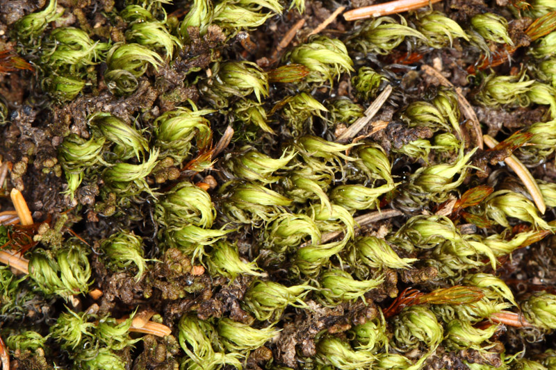 Dicranum fuscescens